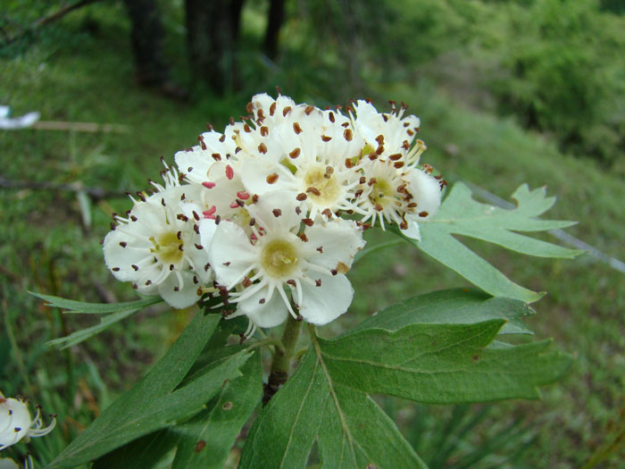 Image of Crataegus pontica specimen.