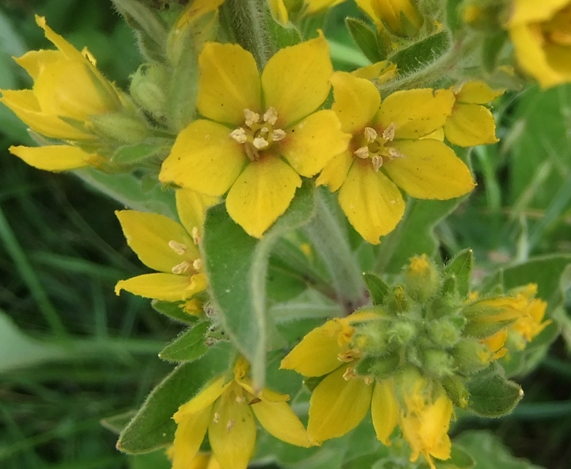 Image of Lysimachia verticillaris specimen.