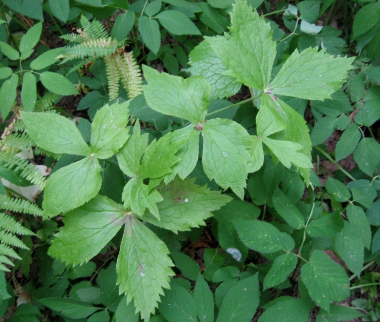 Image of Sinopodophyllum hexandrum specimen.