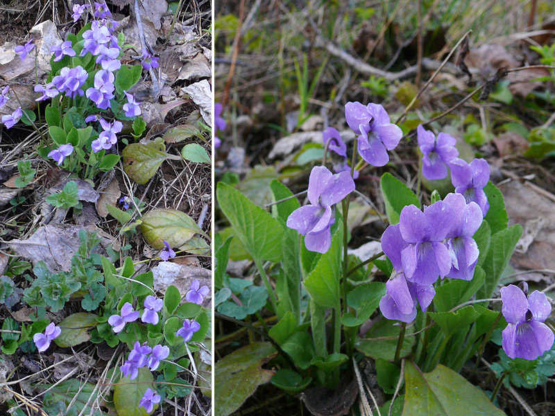 Image of Viola hirta specimen.