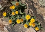 Inula glauca. Цветущие растения. Таджикистан, Памир, окр. г. Хорог. 31.07.2011.