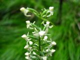 Platanthera sachalinensis. Соцветие. Сахалинская обл., о-в Итуруп, окр. оз. Лесозаводское. Сентябрь 2011 г.