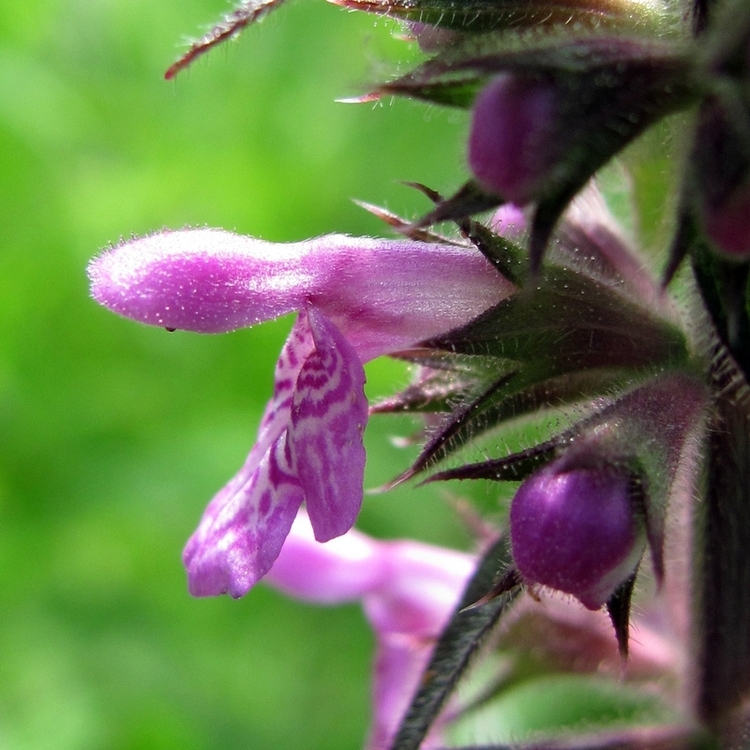 Изображение особи Stachys palustris.