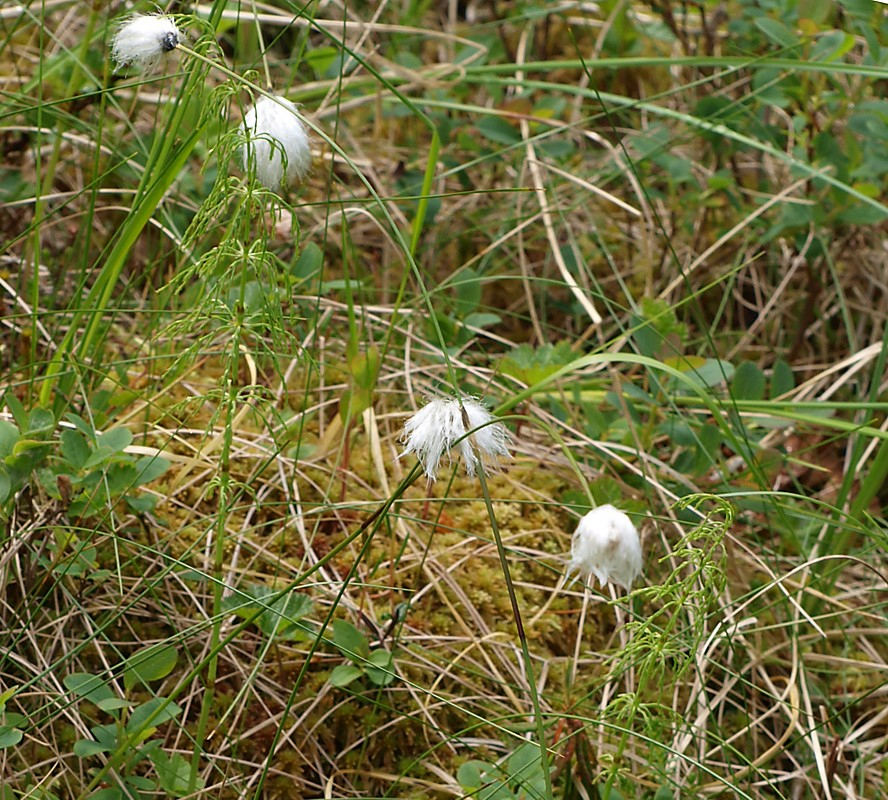 Изображение особи Eriophorum vaginatum.