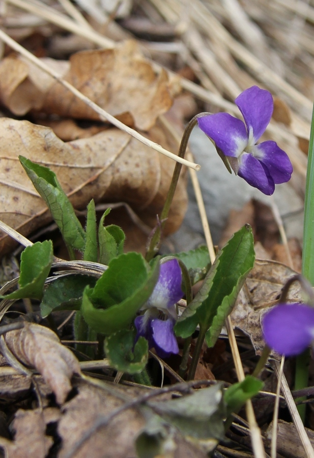 Изображение особи Viola dehnhardtii.