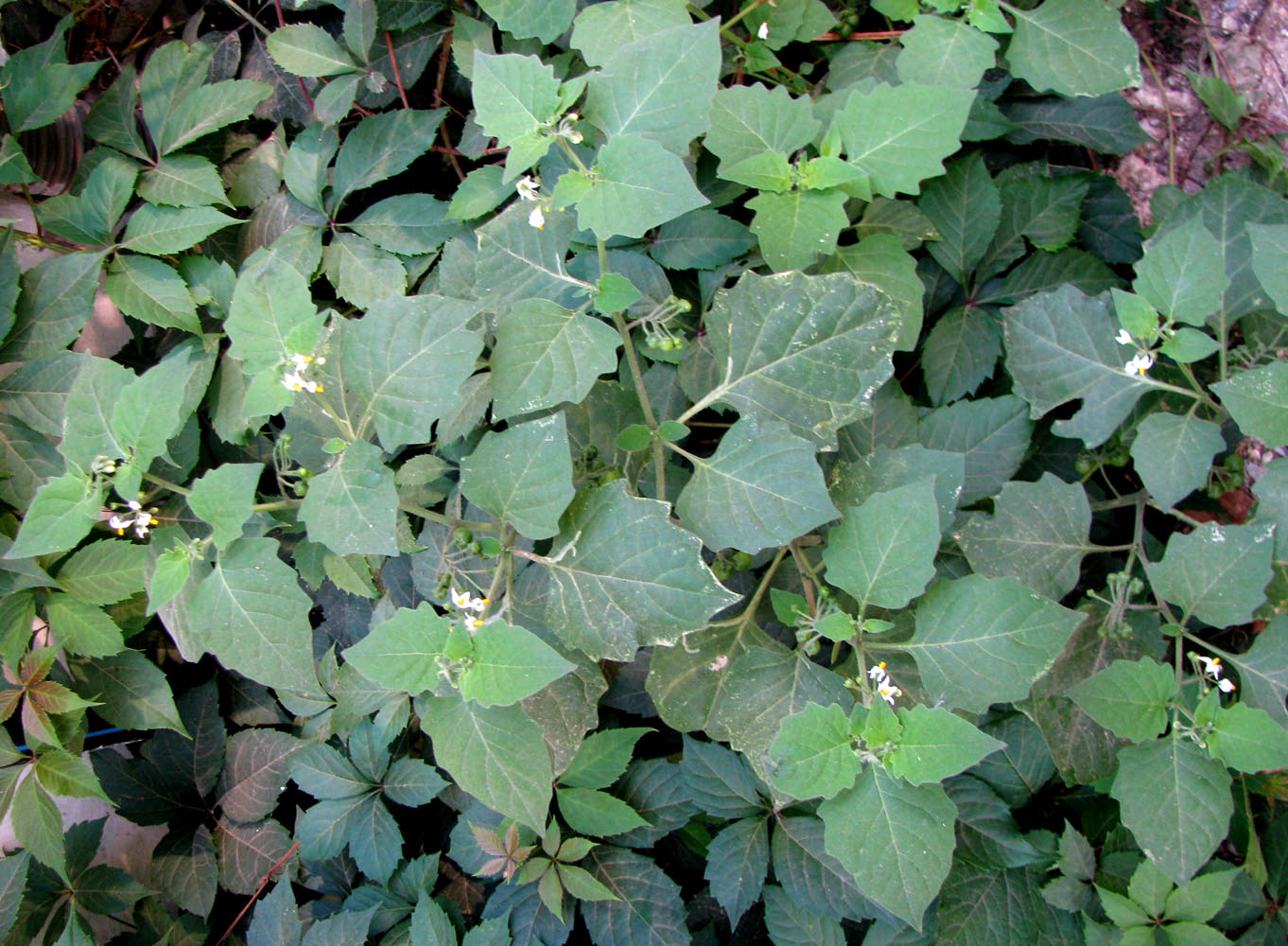 Image of Solanum nigrum ssp. schultesii specimen.