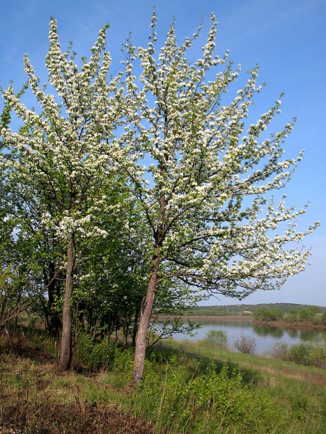 Изображение особи Pyrus pyraster.