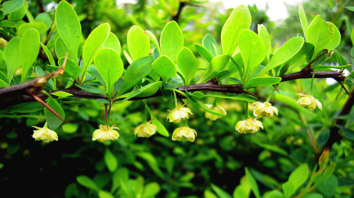 Изображение особи Berberis thunbergii.