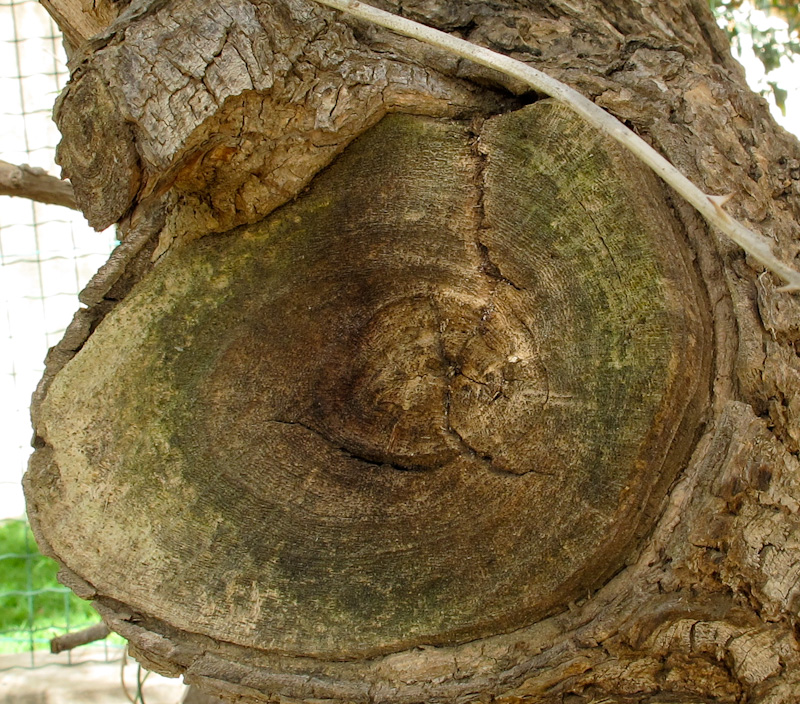 Image of Erythrina crista-galli specimen.