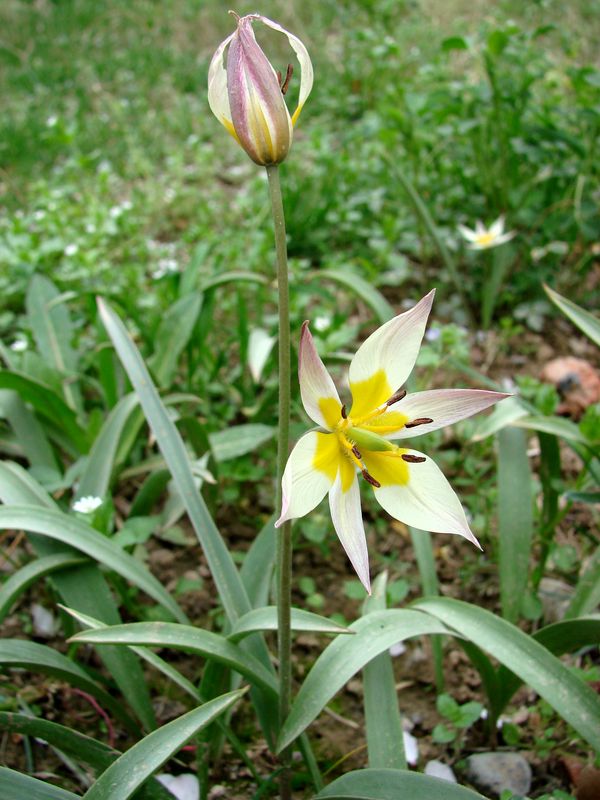 Image of Tulipa bifloriformis specimen.