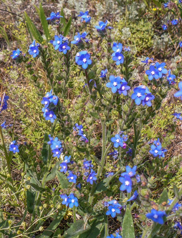 Image of Anchusa officinalis specimen.