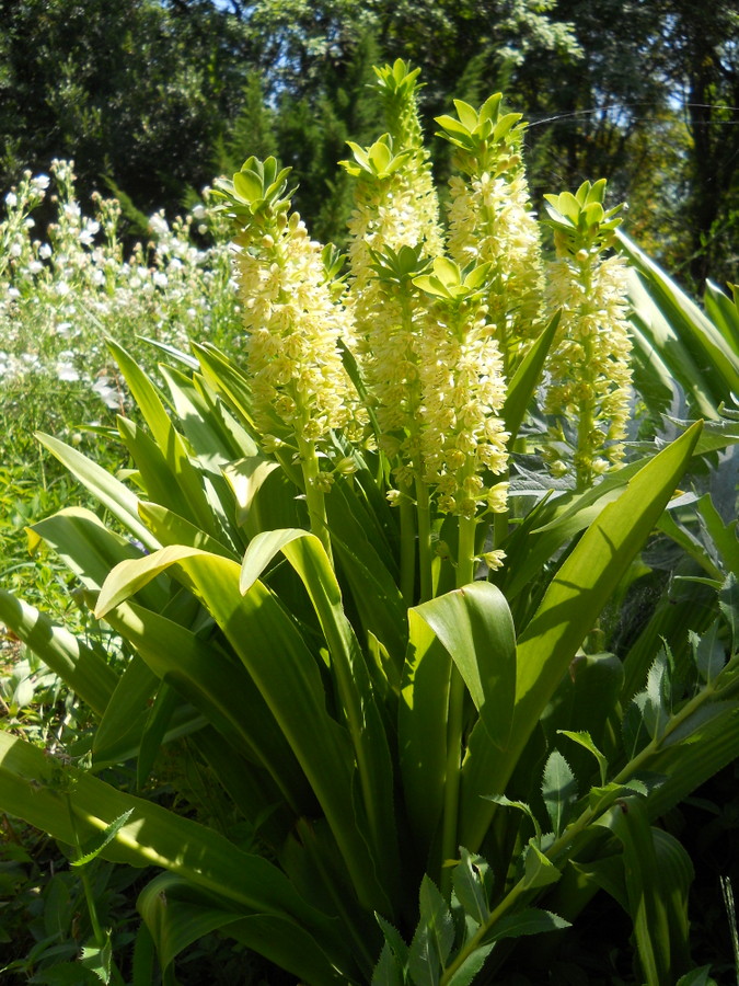 Изображение особи Eucomis autumnalis.