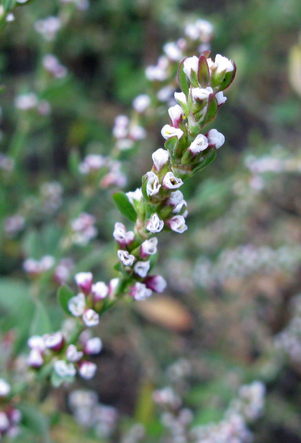 Изображение особи род Polygonum.