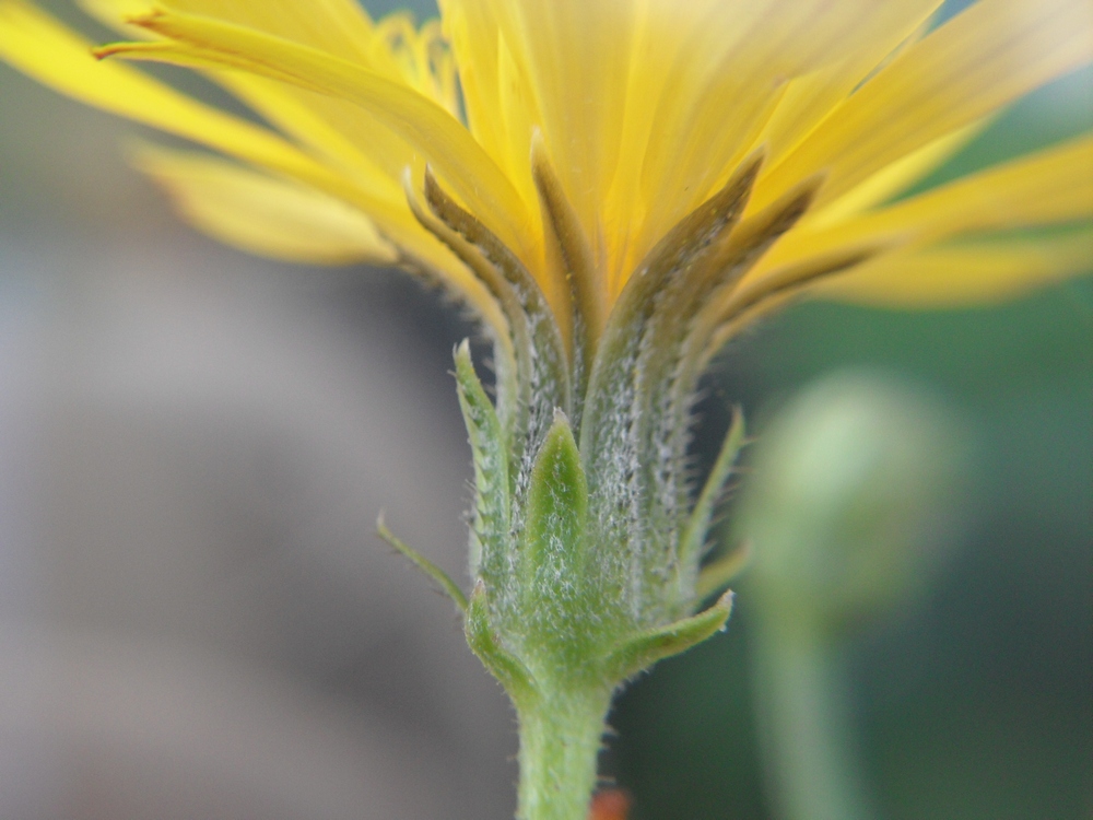 Image of Picris hieracioides specimen.