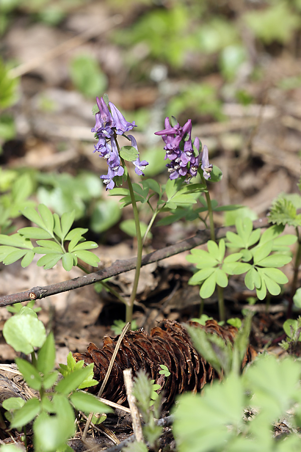 Image of Corydalis solida specimen.