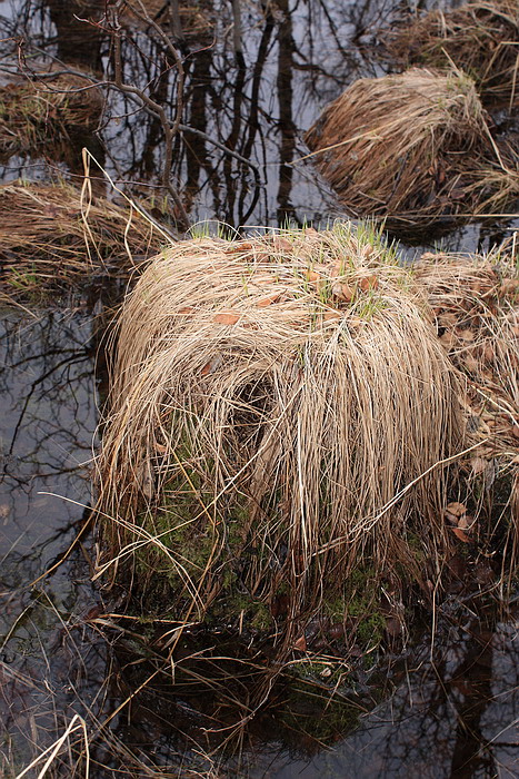 Изображение особи Carex cespitosa.