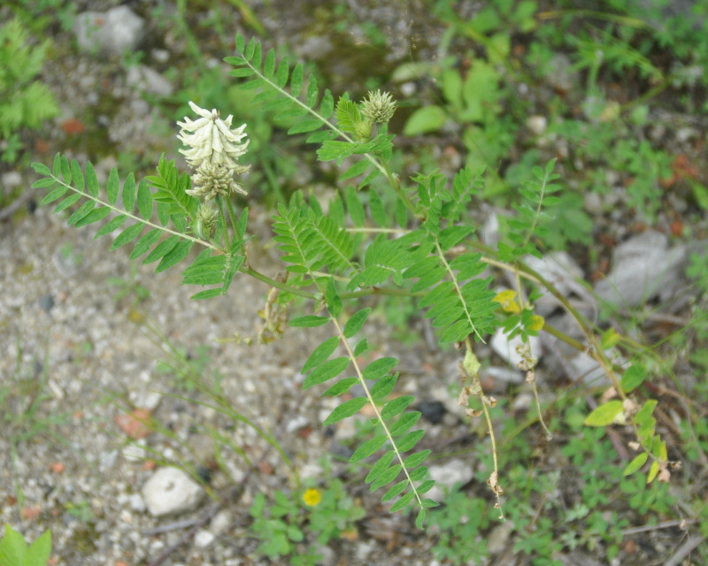 Изображение особи Astragalus uliginosus.