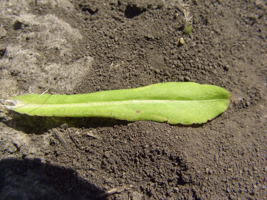 Image of Campanula patula specimen.