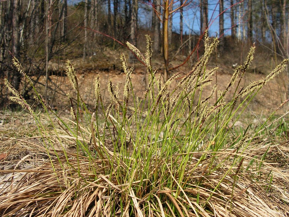 Image of Carex vanheurckii specimen.