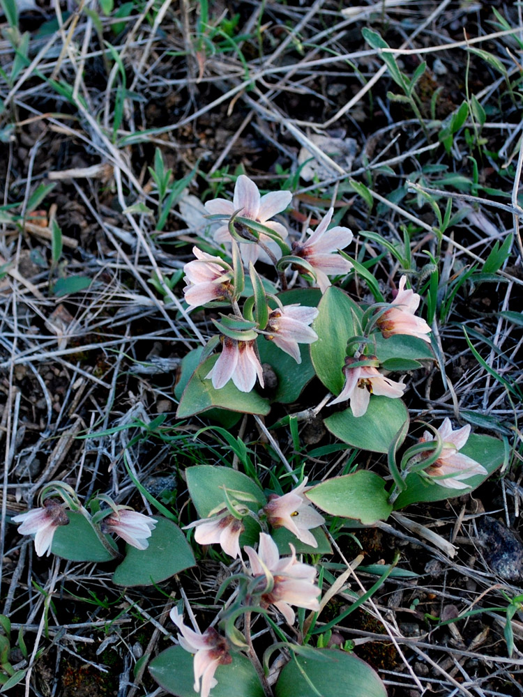 Image of Rhinopetalum stenantherum specimen.