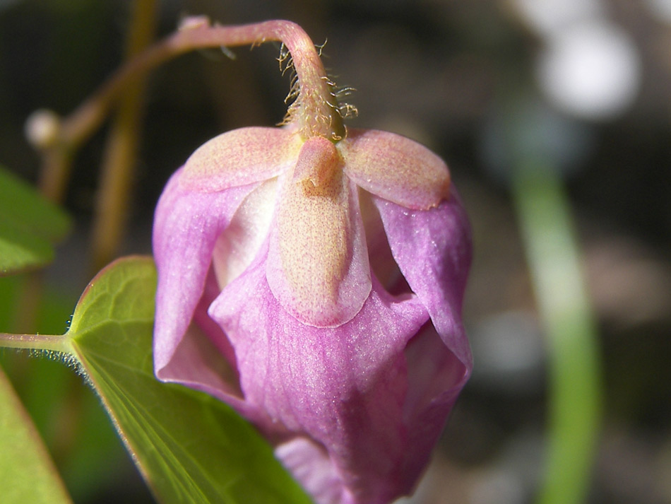 Image of Epimedium macrosepalum specimen.