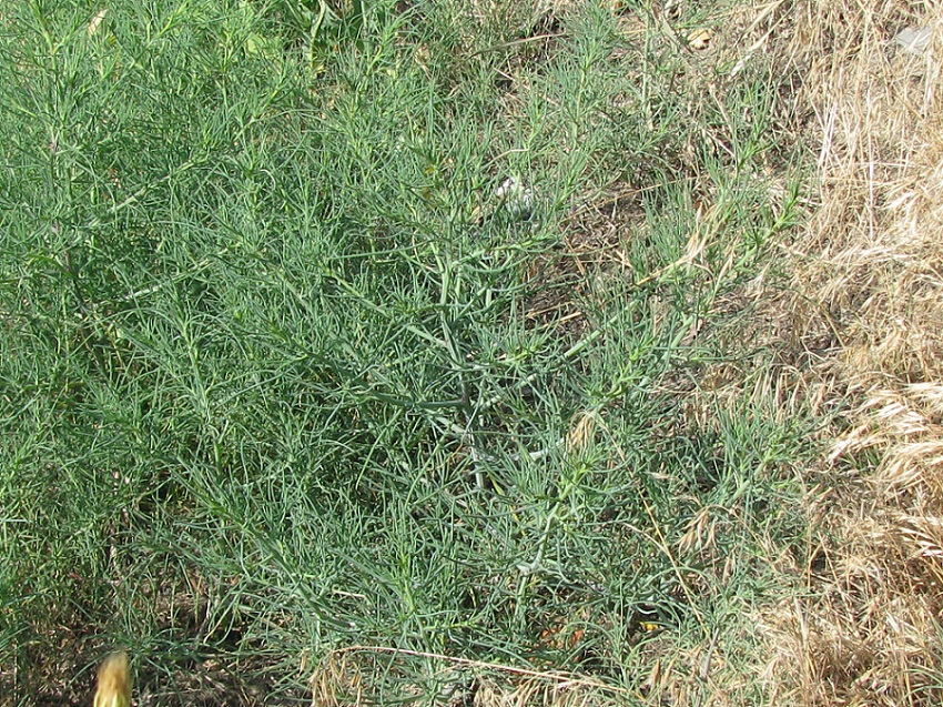 Изображение особи Salsola tragus.