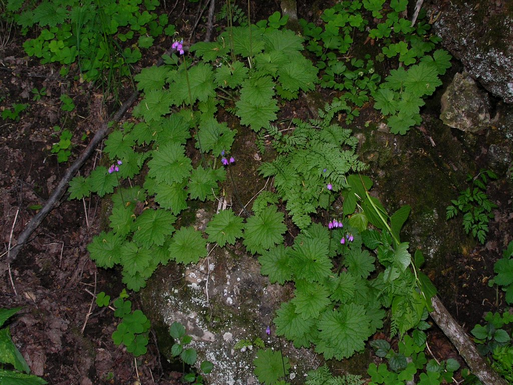 Image of Cortusa matthioli specimen.