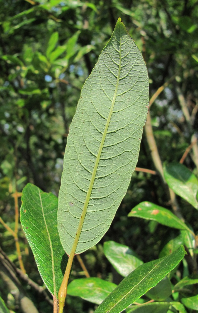 Image of Salix &times; tetrapla specimen.