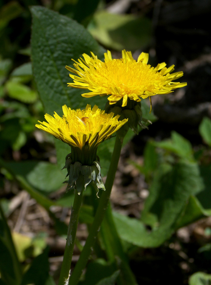 Image of genus Taraxacum specimen.