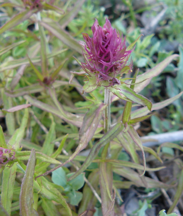 Image of Melampyrum arvense specimen.