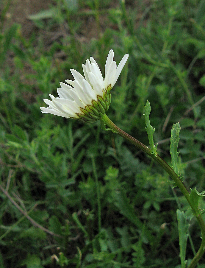 Изображение особи Leucanthemum ircutianum.