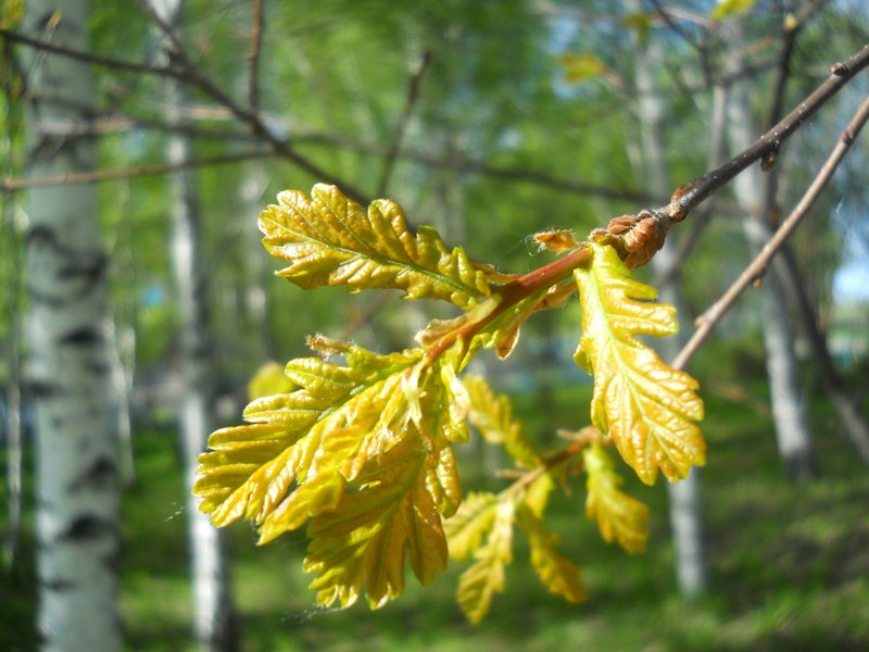 Image of Quercus robur specimen.