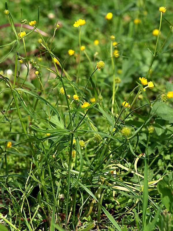 Image of Ranunculus auricomus specimen.