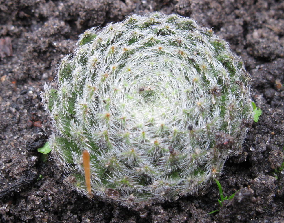 Image of Sempervivum ciliosum var. borisii specimen.