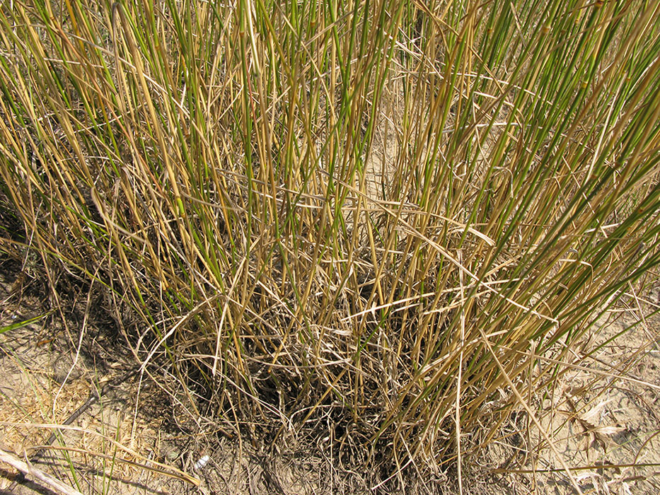 Image of Agropyron pectinatum specimen.