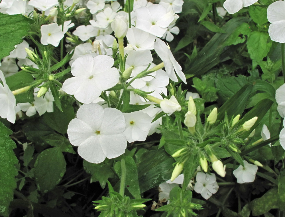 Image of Phlox drummondii specimen.