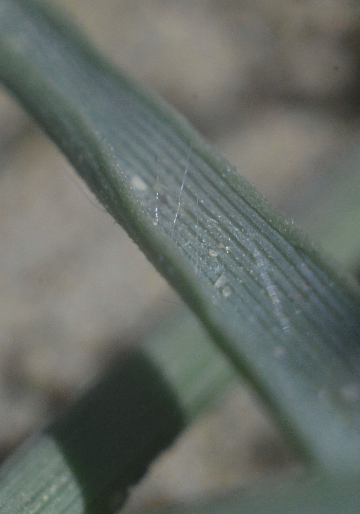 Image of Crypsis alopecuroides specimen.