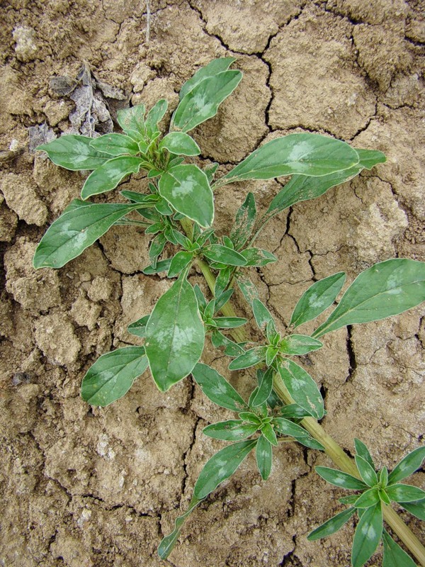 Image of Amaranthus blitoides specimen.