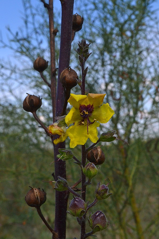 Image of Verbascum blattaria specimen.