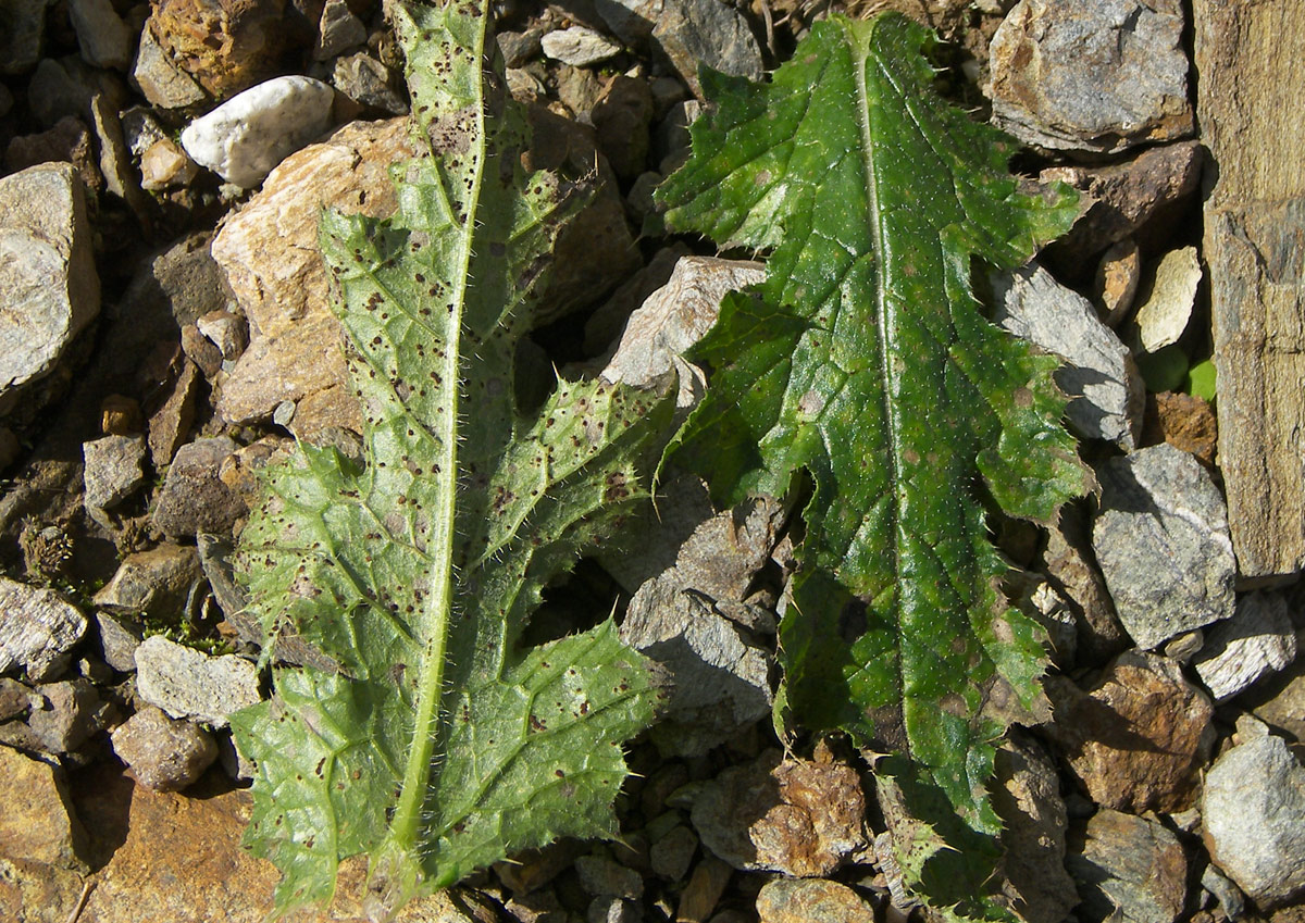 Image of Carduus crispus specimen.