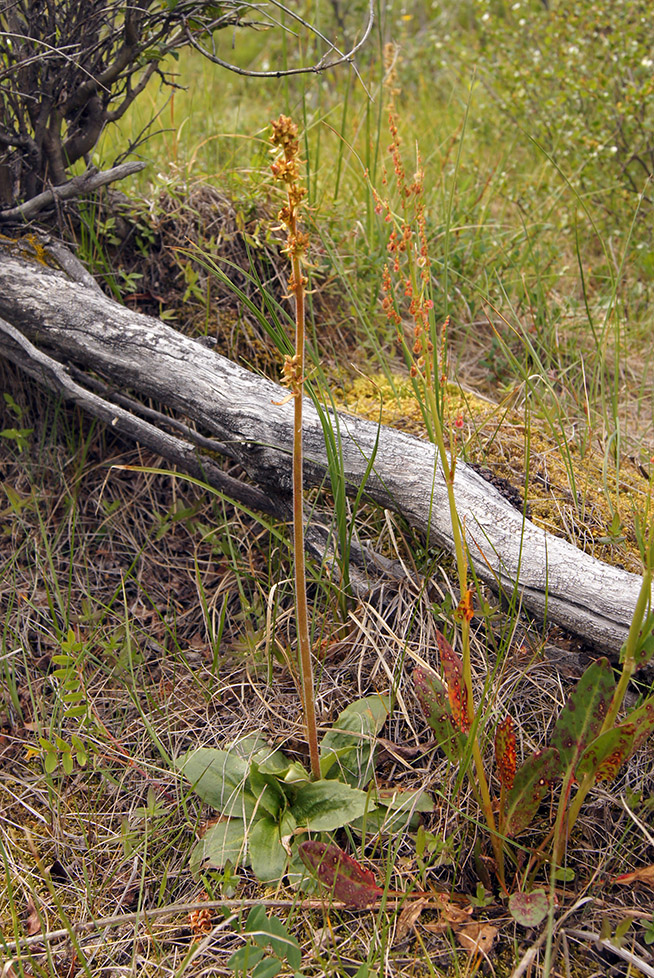 Image of Micranthes hieraciifolia specimen.