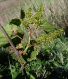 Vitis vinifera. Побег с завязавшимися плодами. Ростовская обл., Куйбышевский р-н, окр. с. Лысогорка, нижняя часть мелового склона правого коренного берега р. Тузлов. 28.05.2013.