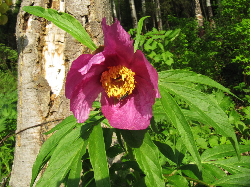 Image of Paeonia anomala specimen.