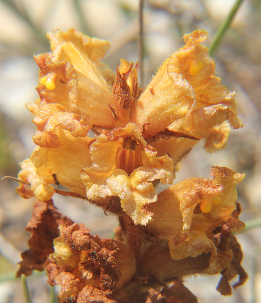 Image of Orobanche alba ssp. xanthostigma specimen.