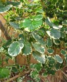Смотреть изображение Polyscias scutellaria
