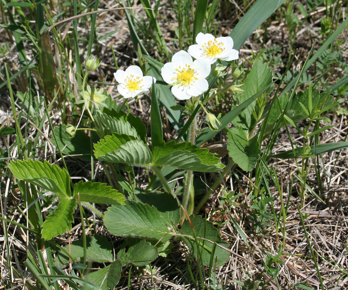 Изображение особи Fragaria viridis.