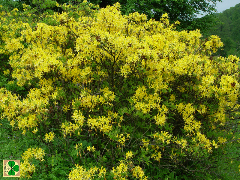 Image of Rhododendron luteum specimen.