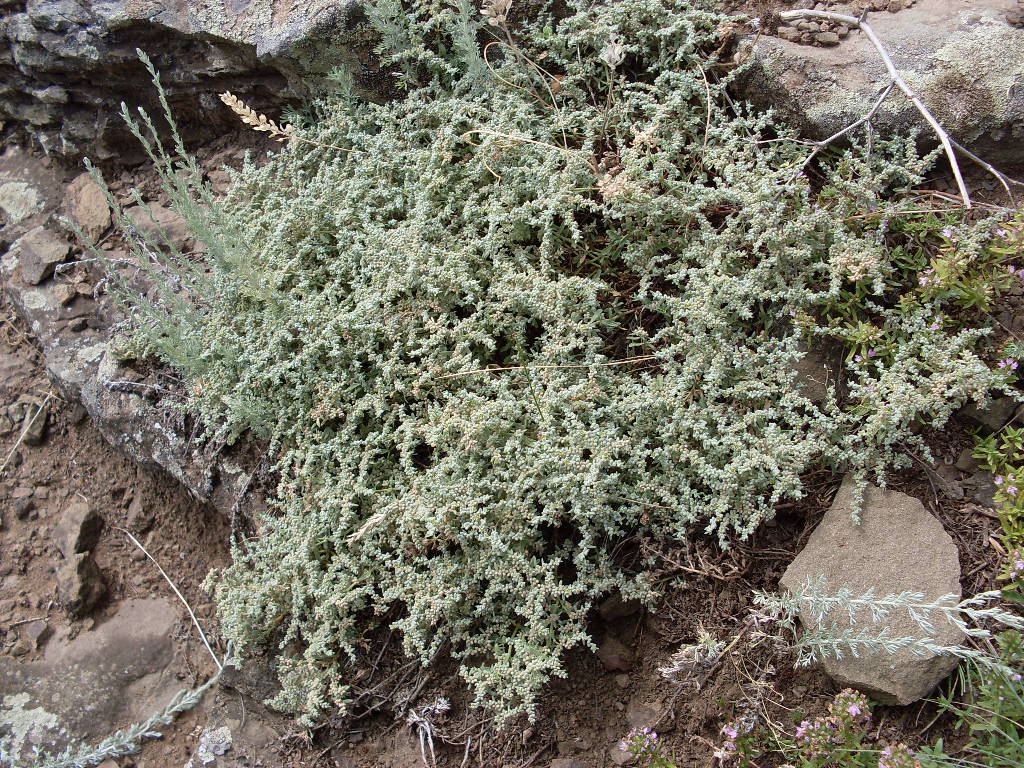 Image of Herniaria incana var. angustifolia specimen.