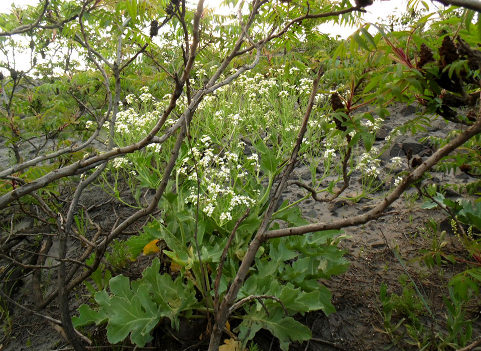 Изображение особи Crambe maritima.