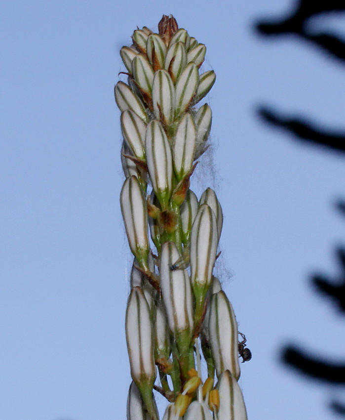 Image of genus Asphodelus specimen.